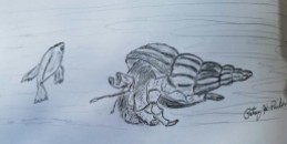 Hermit Crab Drawing